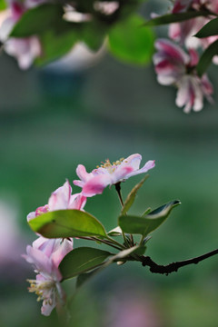 海棠花