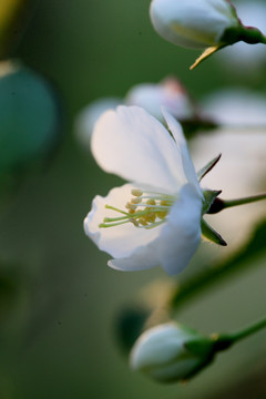 海棠花开