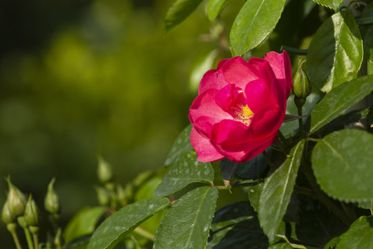 肖蒙花园节月季花