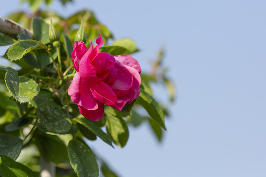 肖蒙花园节月季花