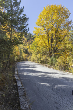 光影树林秋色道路