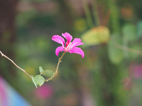 紫荆花