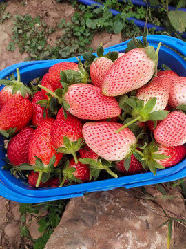 一筐新鲜采摘草莓