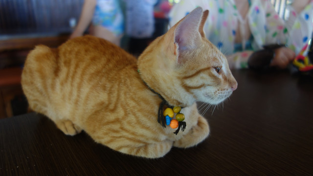 桌上的带着项链的橘黄色小猫