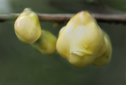 金花茶花蕾