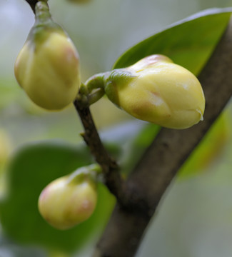 金花茶花蕾