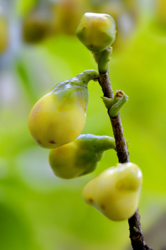 金花茶花蕾