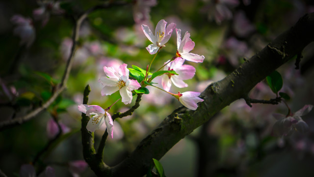 花团锦簇