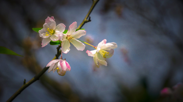 花团锦簇