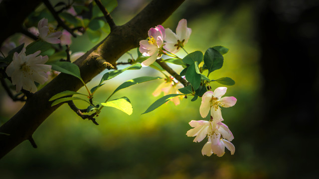 花团锦簇