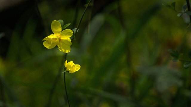 小黄花