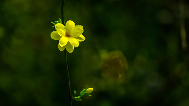 小黄花