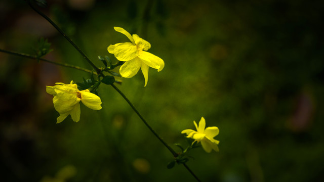 小黄花