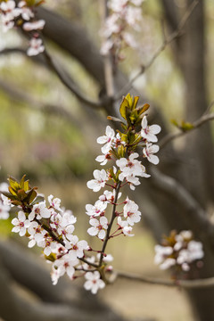 桃花