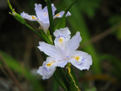 蝴蝶花美丽的花朵