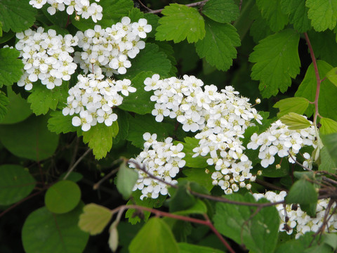 野生疏毛绣线菊的开花期