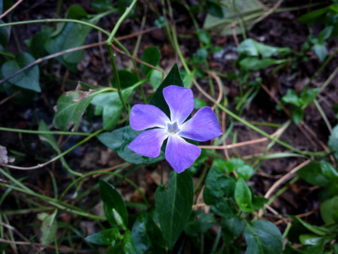 蔓长春花