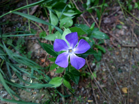 蔓长春花