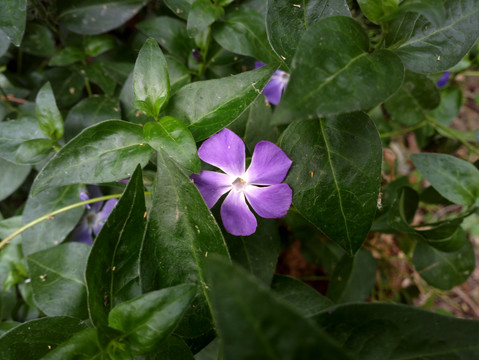 蔓长春花