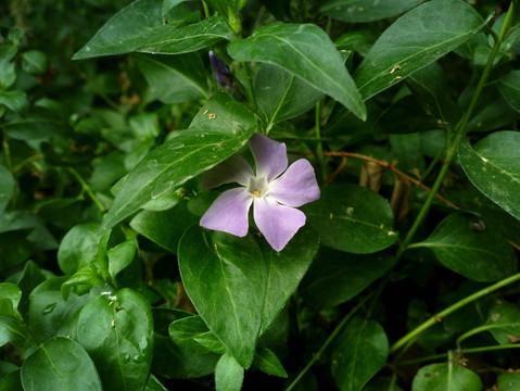 蔓长春花