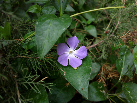 蔓长春花