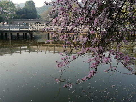 紫荆花