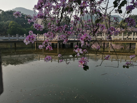 紫荆花