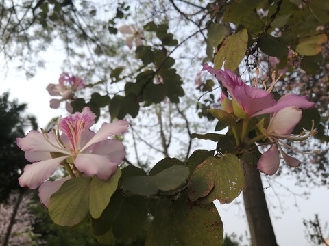 紫荆花