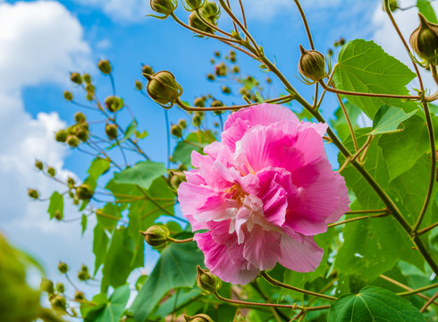 木芙蓉开花