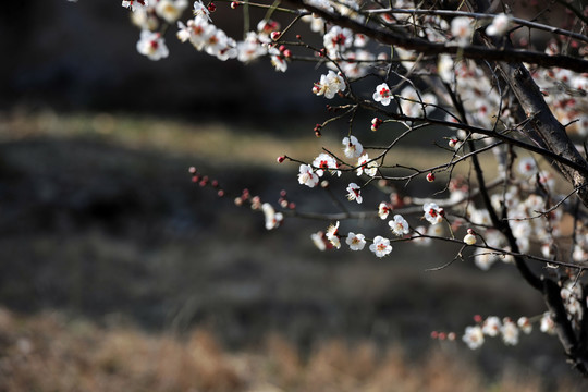 杏花园