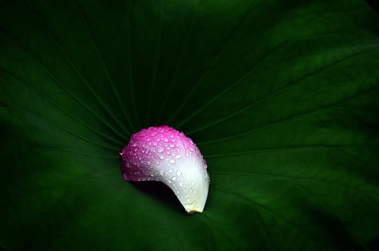 荷花花瓣