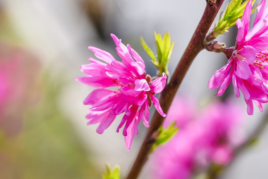 菊花桃