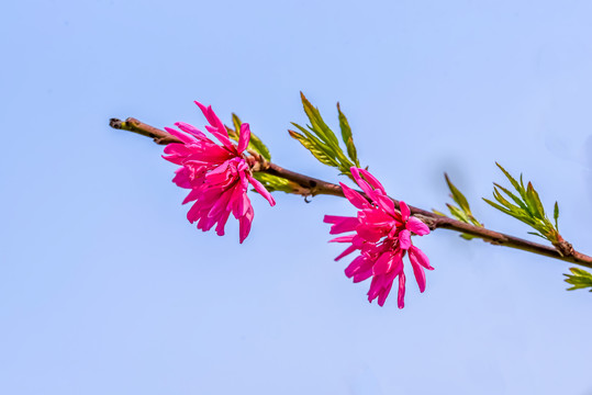 菊花桃