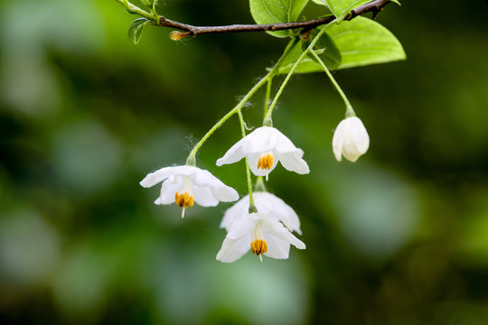 秤锤花