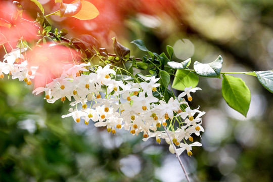 秤锤花