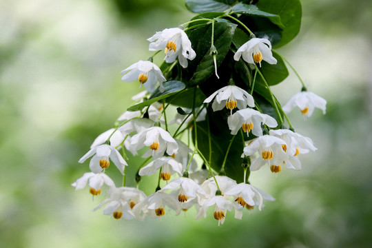 秤锤花