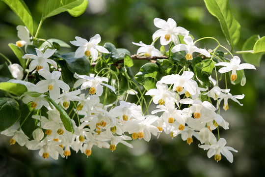 秤锤花