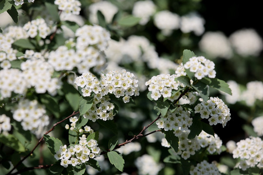 野茉莉花