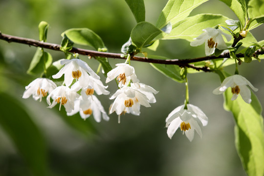 秤锤花