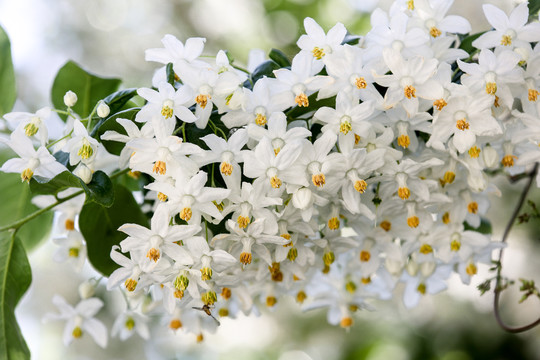 秤锤花