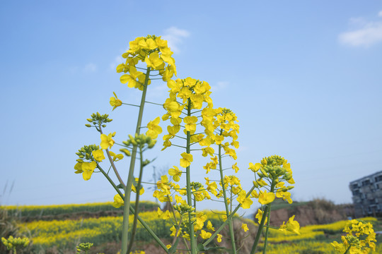 春天的油菜花田蓝天