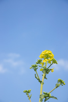 春天的油菜花小黄花蓝天