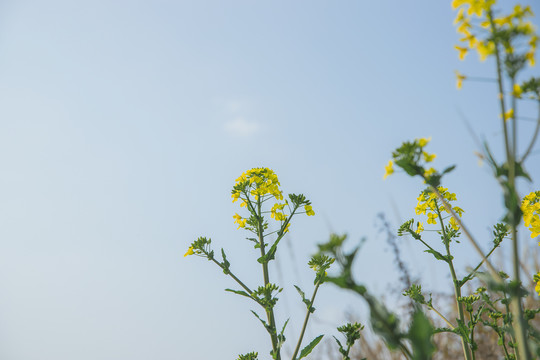 春天的油菜花小黄花蓝天