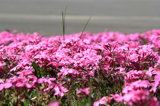 春花烂漫