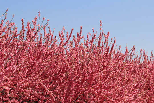 红樱花