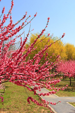 红樱花