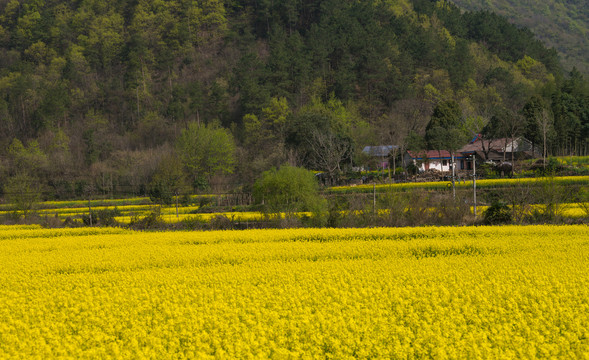 油菜花