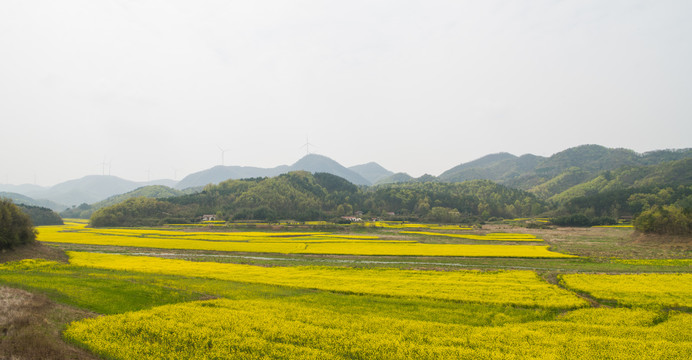 油菜花