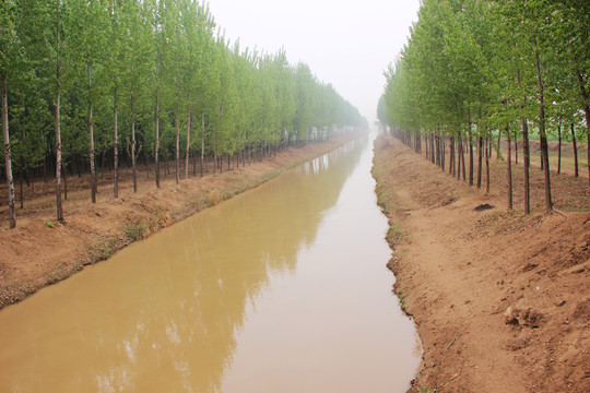 河水树林