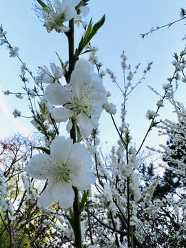 玉渊潭樱花